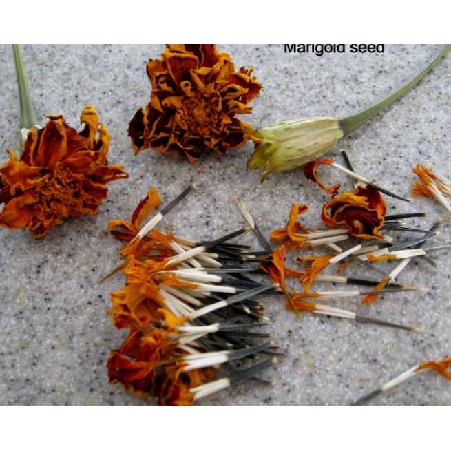 Benih Tanaman Marigold Kualitas Unggul