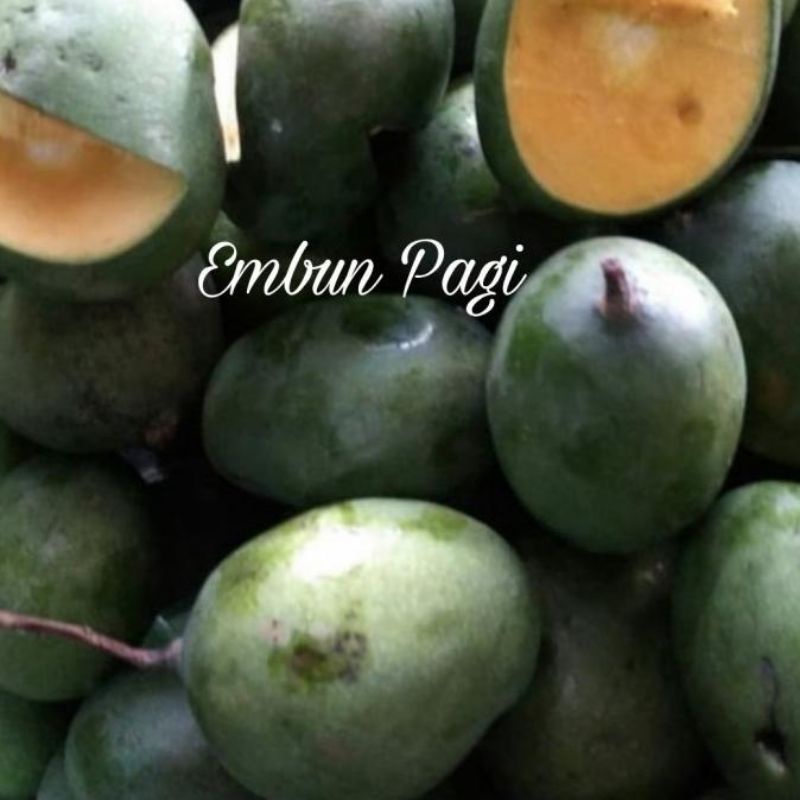 

magga tali jiwa super jumbo / jiwo 2 kg fresh