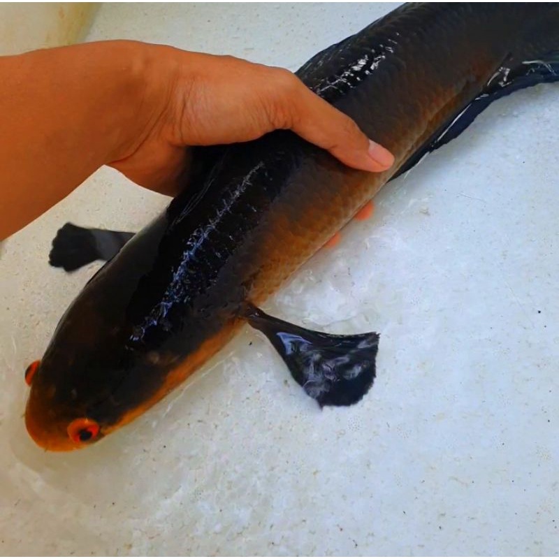 Channa Maru Red Barito Jumbo 54 cm Murah