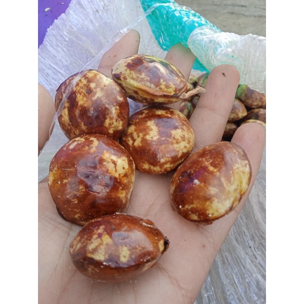 

Jengkol Lokal purworejo 1kg