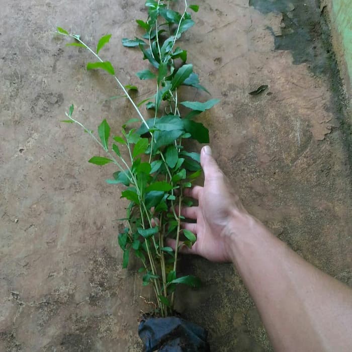 Tanaman hias lee kwan yew/tanaman lee kwan yew/pohon lee kwan yew/tanaman hias juntai