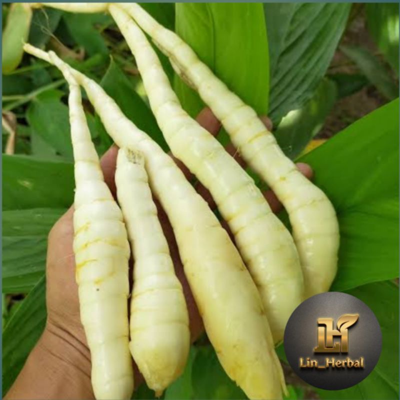 

BARU Jual Umbi Garut Segar Umbi Sagu Putih Original Kemasan/500 Grm