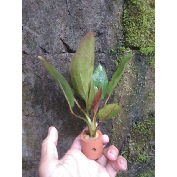 echi nerow red sudah pakai pot kebutuhan akuarium