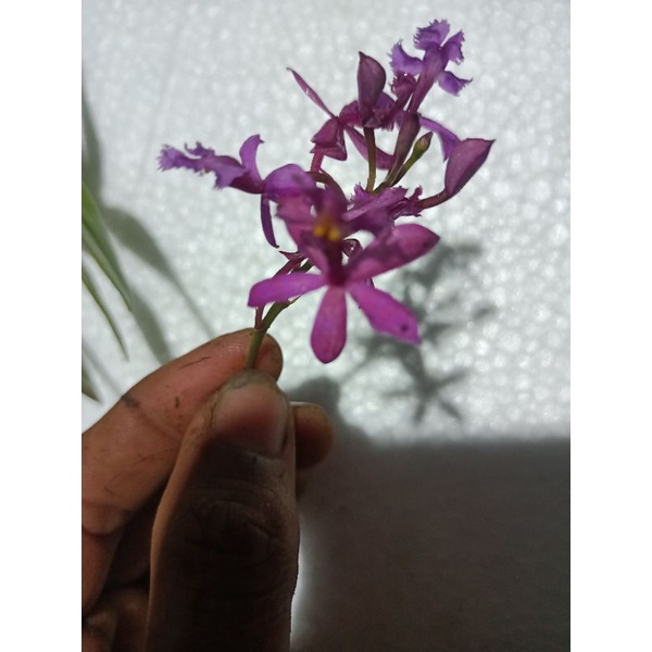 Anggrek merpati ungu.anggrek epidendrum