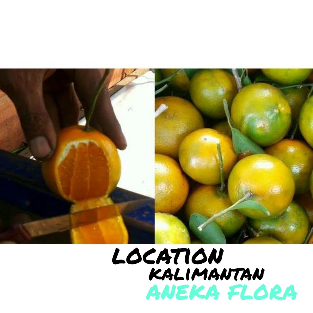 Bibit tanaman buah jeruk/limau madang cangkok okulasi