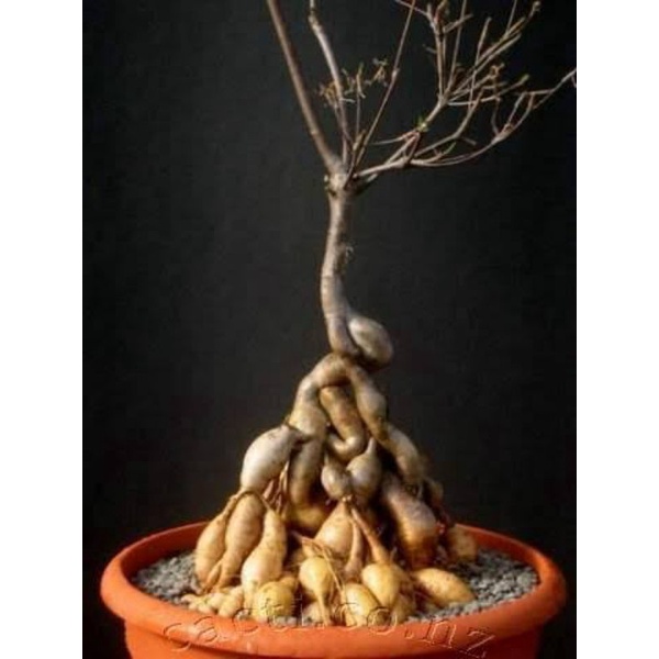 euphorbia hedyotoides