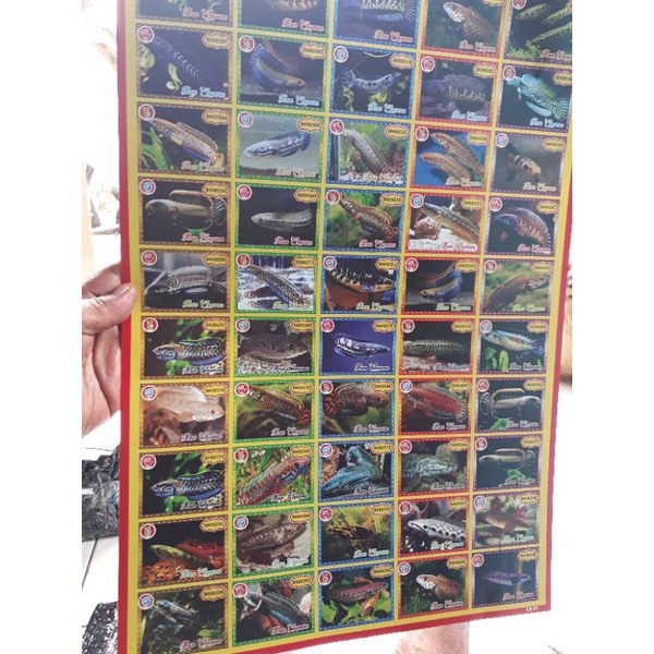 POSTER GAMBAR IKAN CANA