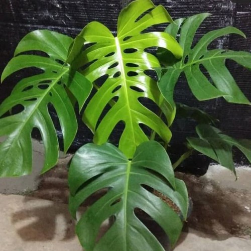 LINK Live kak beby_mymy Monstera King