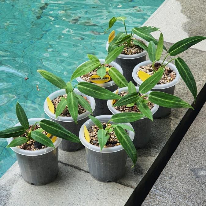 anthurium warocqueanum - Anthurium Lidah Gajah