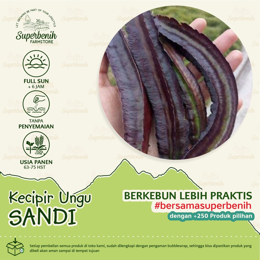 5 Biji - Benih Kecipir Ungu SANDI