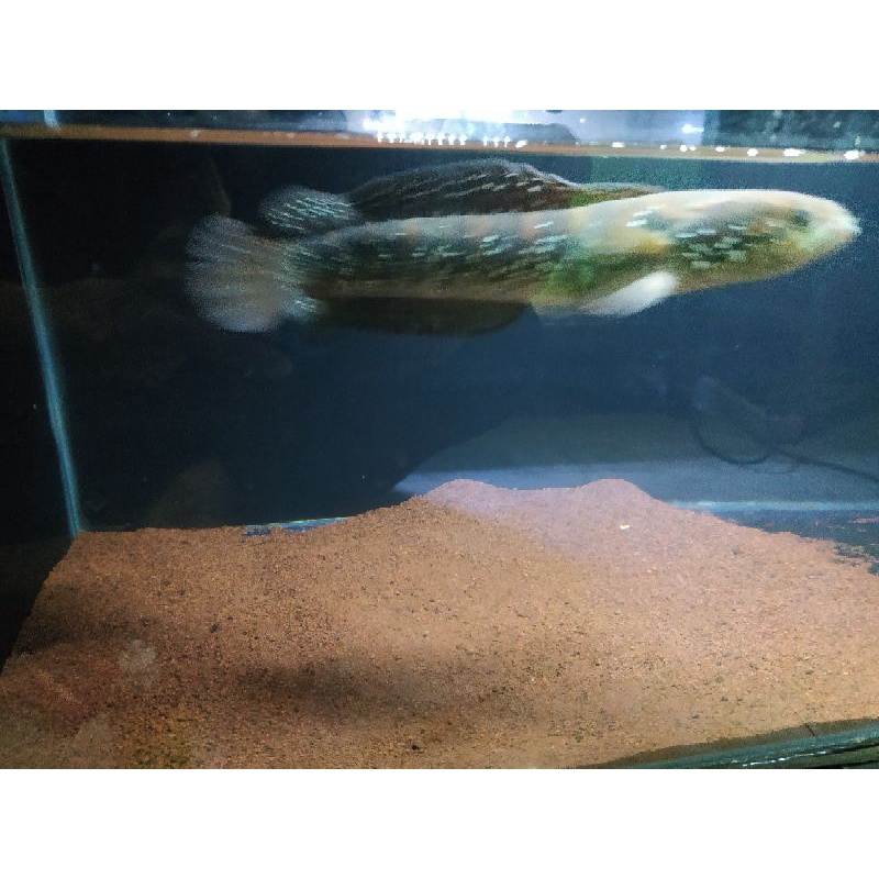 asiatica rsws 20cm
