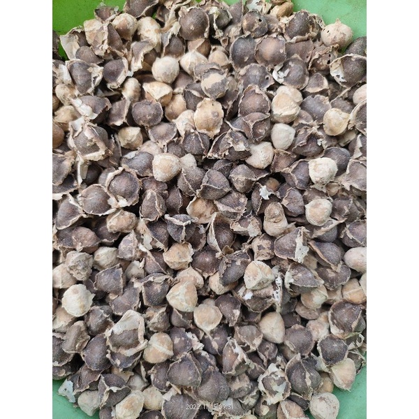 

Biji kelor 100gram