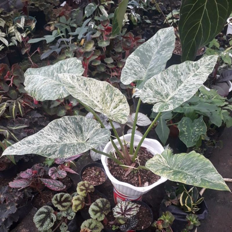 Philodendron Giganteum Marble Varigata Tanaman Hias philo