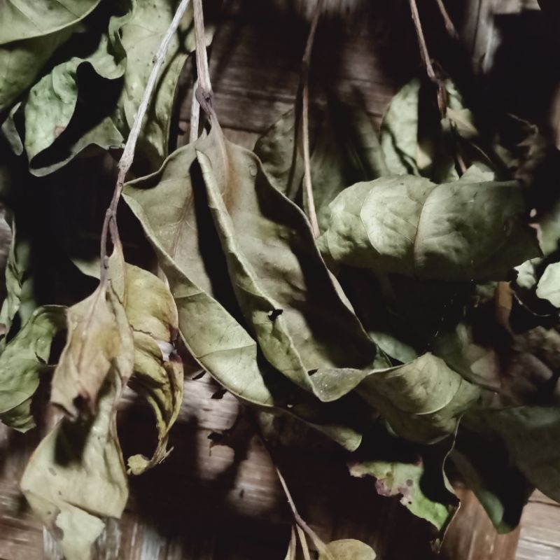 

Daun Salam Kering 100 gr