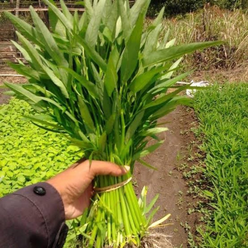 

kangkung atau bayam