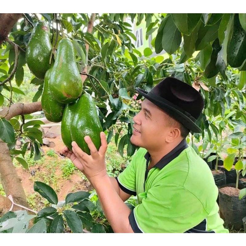 Bibit Alpukat Mentega Jumbo Batang Besar Siap Berbuah