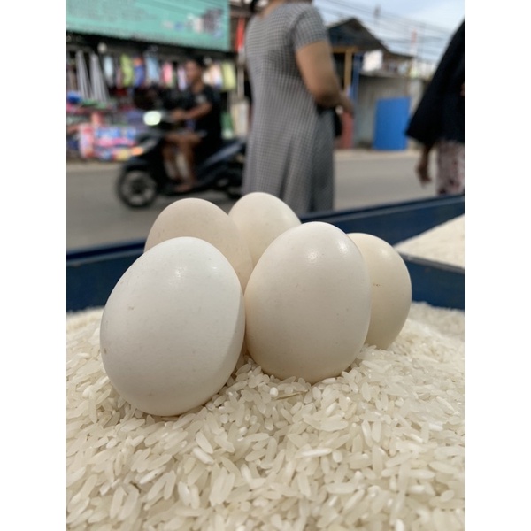 

Telor Ayam Kampung Super Fresh