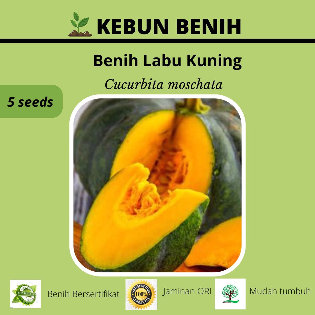 5 Benih Tanaman Labu Kuning SUPREMA F1/ Benih Waluh Kuning Kualitas Unggul