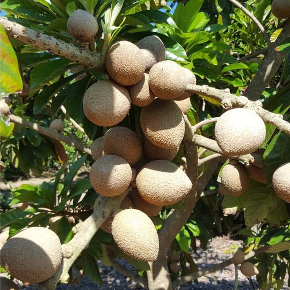 bibit sawo mamey sapote magana asli cangkok