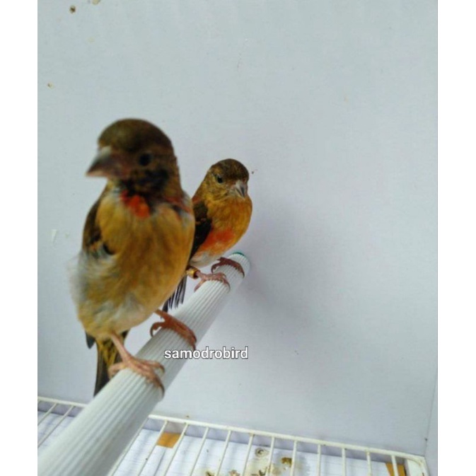 redsiskin klasik paud sepasang