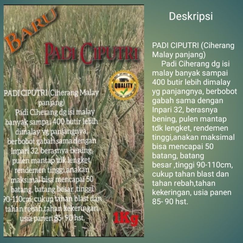 BENIH PADI CIPUTRI 1KG