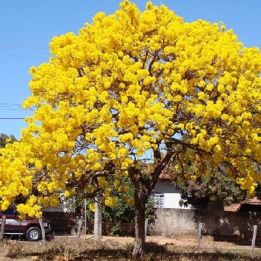 Bibit Pohon Tabebuya Kuning Tinggi 1½ Meter - Tabebuya Premium
