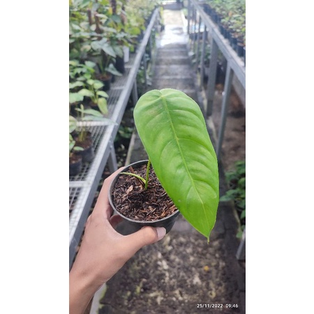 Philodendron Sharoniae