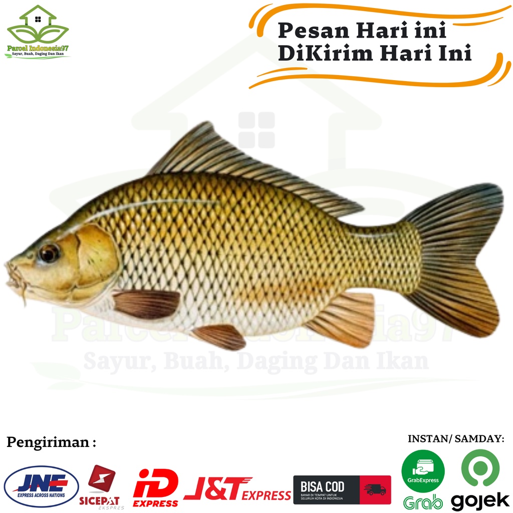 

Ikan mas segar 1 atau 3 Per 1kg
