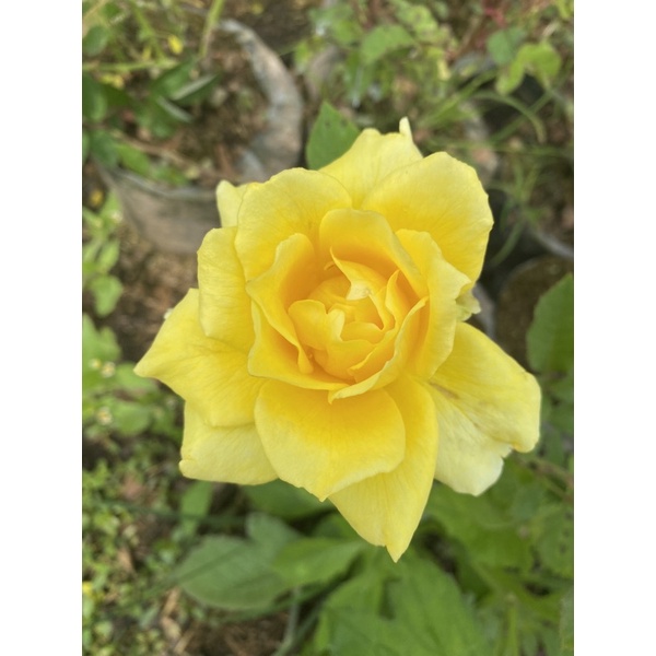 mawar holland kuning