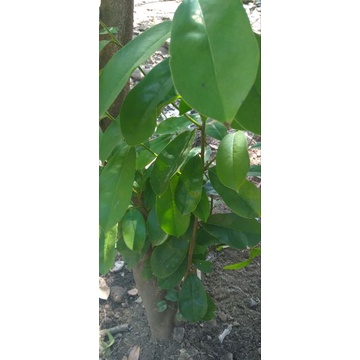 

daunsirsak,daunjambubiji,daunpandan