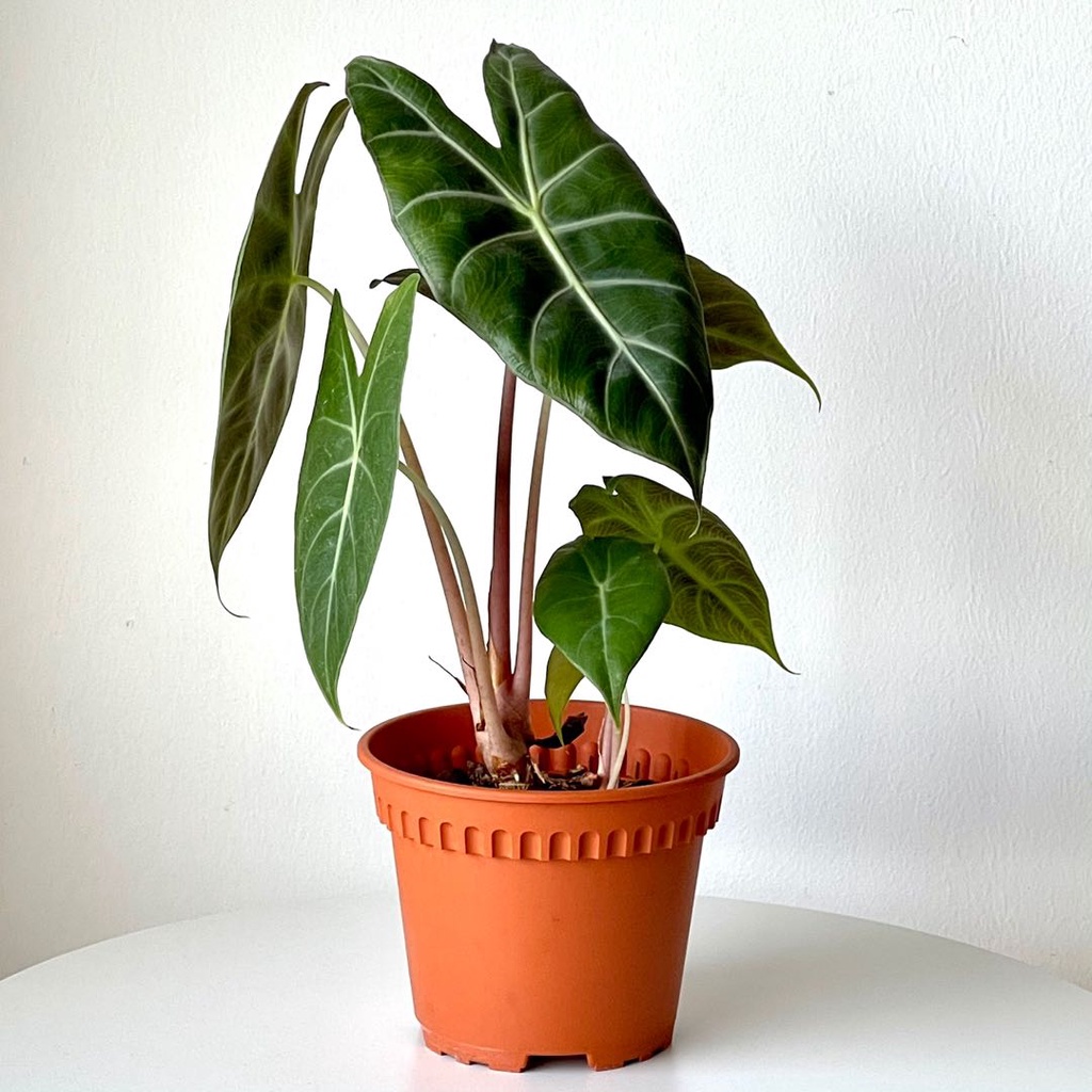 Tanaman Hias Alocasia Morocco Size Small / Alokasia Morocco Pink Dragon