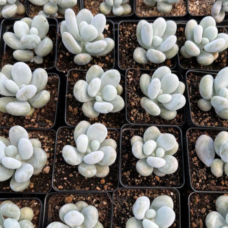 Sukulen Moonstone / Pachyphytum Oviverum
