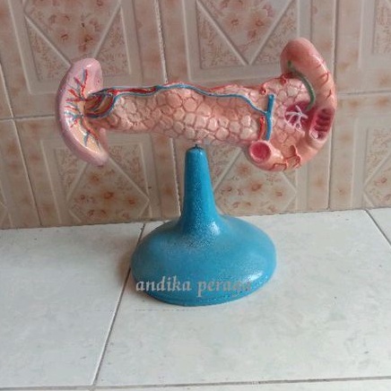 

pangkreas alat peraga pendidikan torso model pangkreas