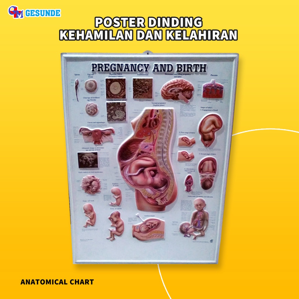 Jual Poster Gambar Ibu Hamil & Proses Melahirkan 3D/Anatomi Chart Ibu