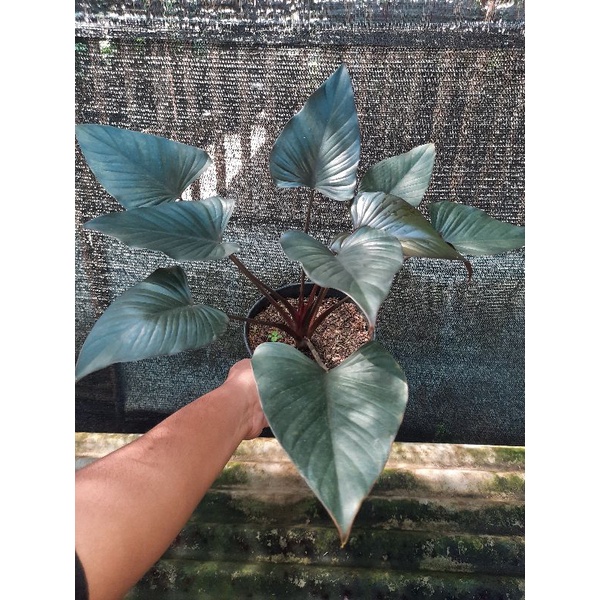 homalomena black rimbuh murah