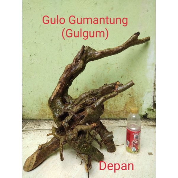 Bahan Bonsai Gulgum (Gulo Gumantung) Prospek realpict 27