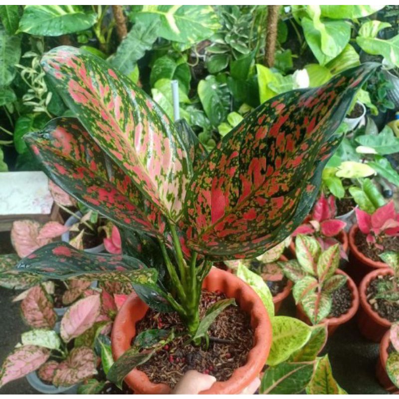tanaman hias aglonema venus/aglonema venus