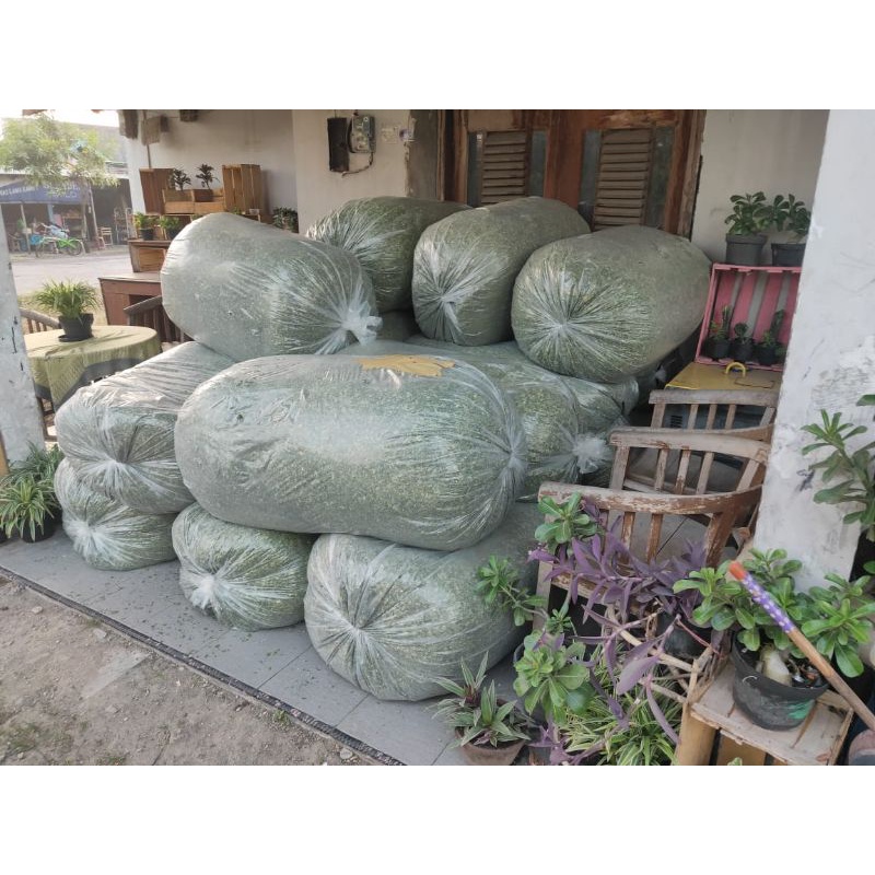

Daun Kelor Kering 50 kg