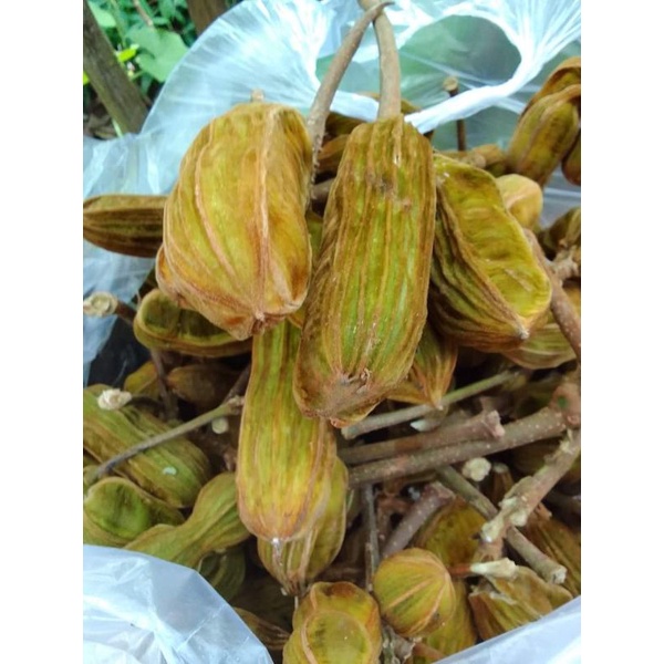 

buah salju