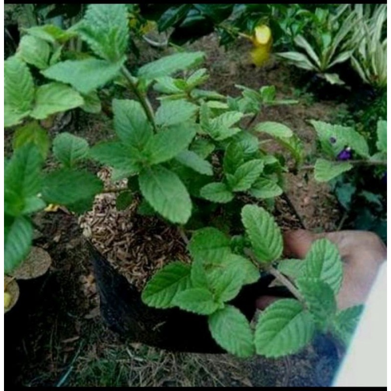 Bibit Janggelan / Cincau Hitam 30 Batang