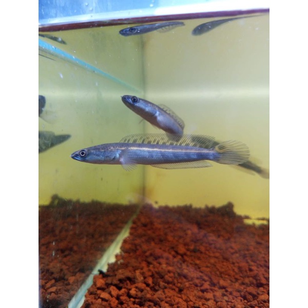 MARU ORANGE RIAU Grade A++