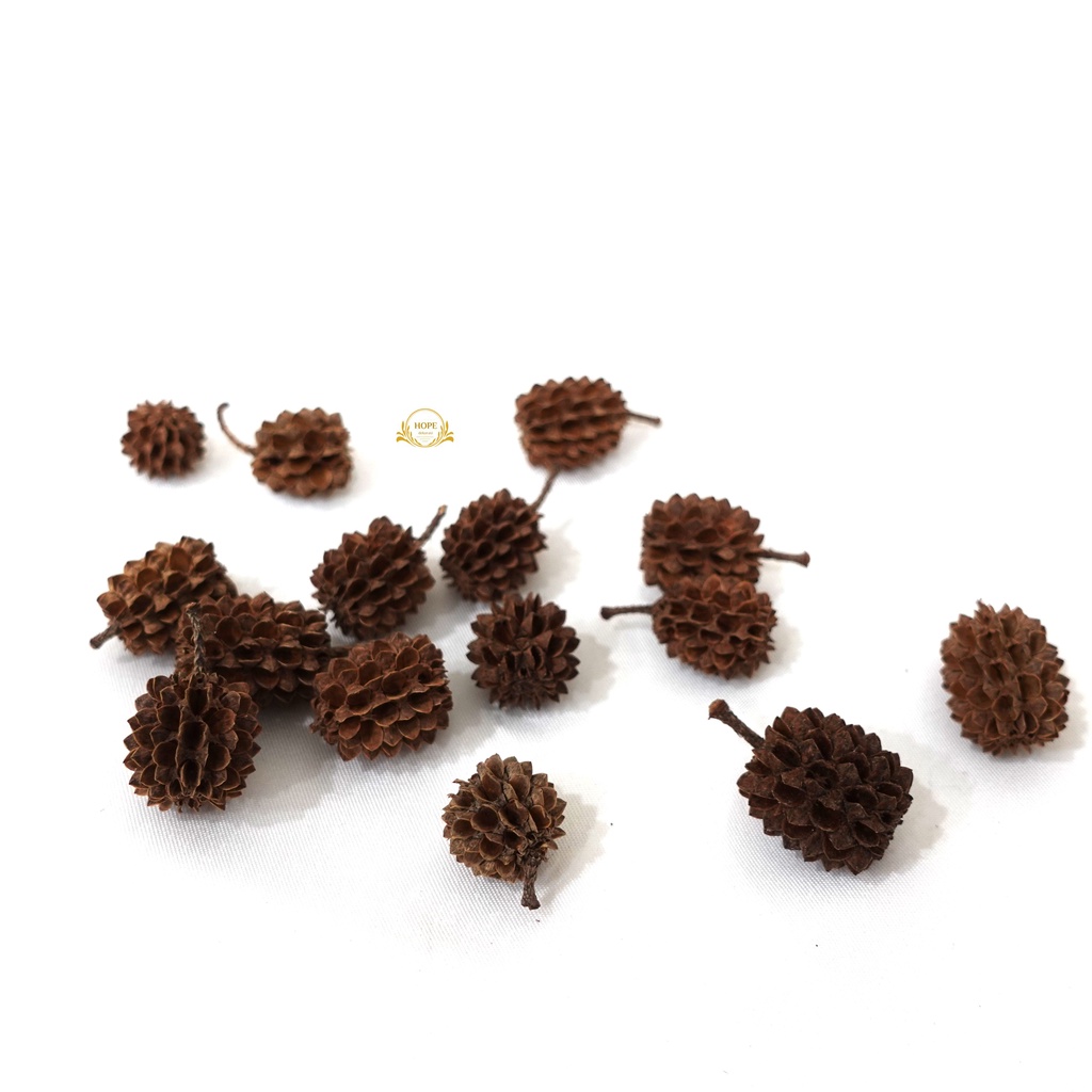 BIJI DURIAN / BIJI POHON CEMARA