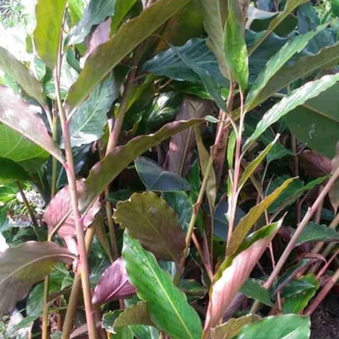 Bibit honje/kecombrang segar⠀⠀⠀⠀⠀⠀⠀⠀