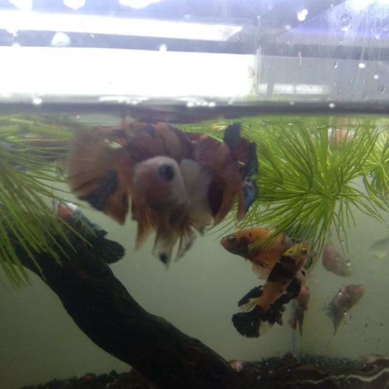 IKAN CUPANG MULTICOLOR