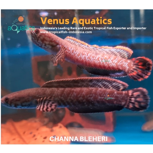 IKAN GABUS CHANNA BLEHERI WC RAINBOW SNAKEHEAD DWARF WILD CAUGHT