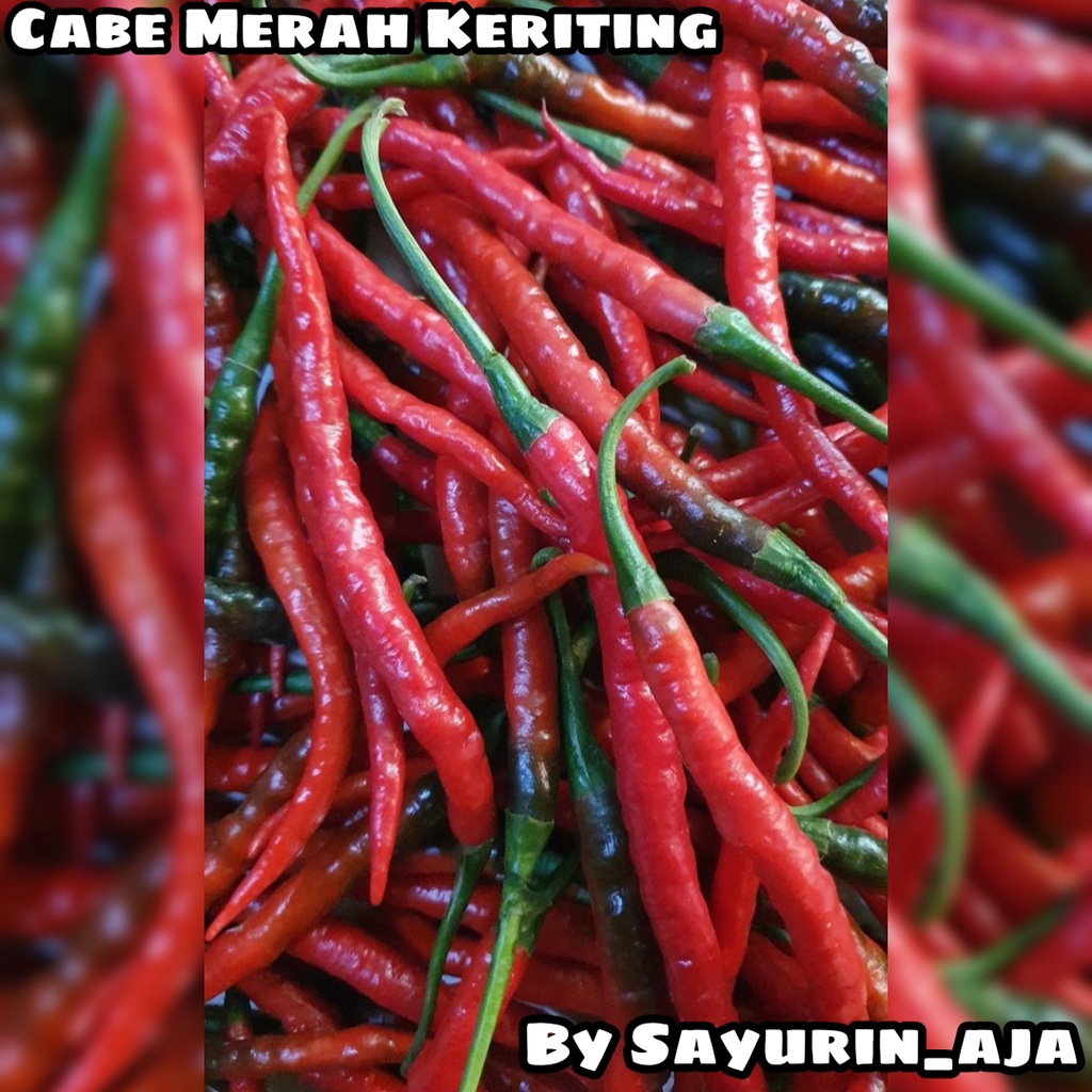 

Cabe merah keriting 250gr
