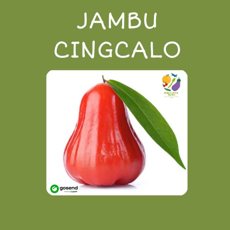 

JAMBU CITRA/CINGCALO MANIS FRES