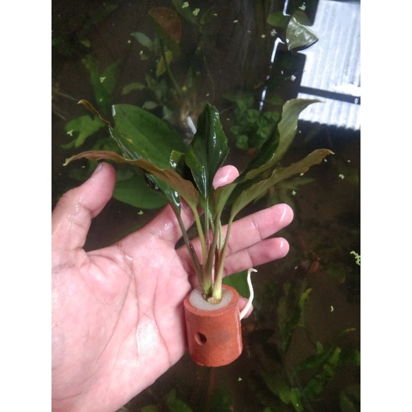 anubias sp green per pot