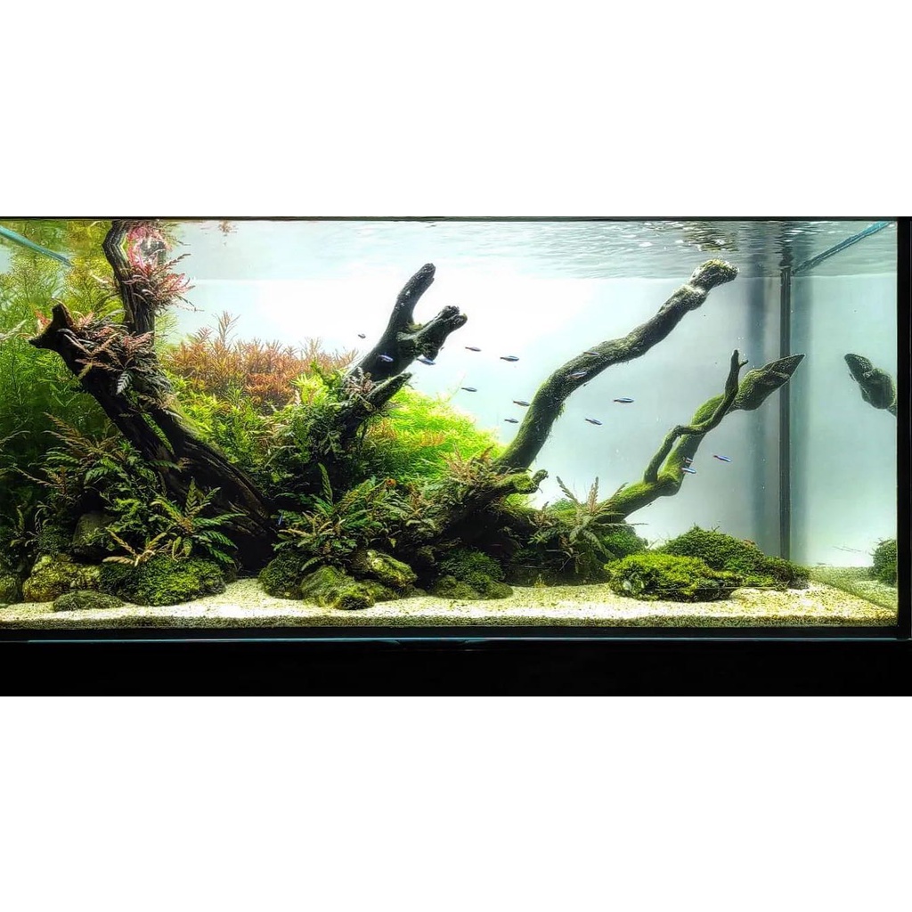 Nickz aquascape natural 90 cm fullset