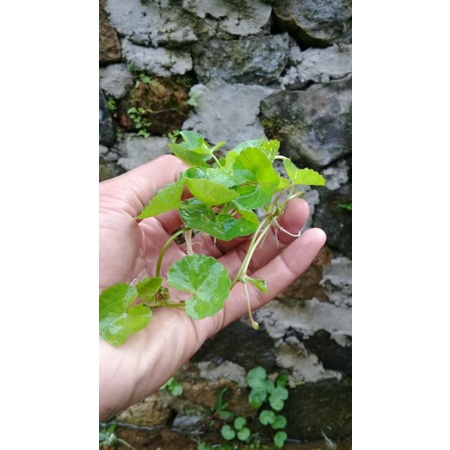 

Daun dan Tangkai Pegagan / Antanan Segar